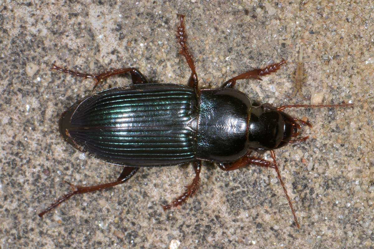 Carabidae: Harpalus rubripes?   S !